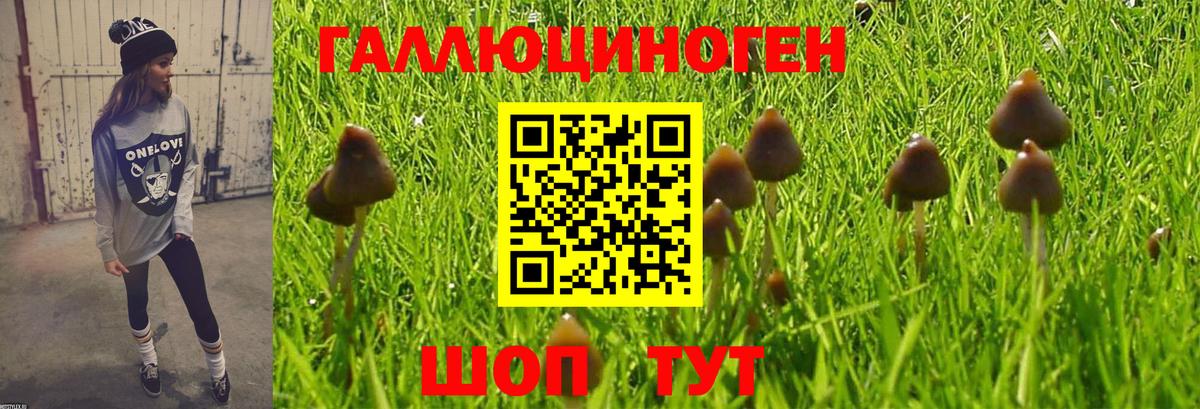 Новоалександровск  Галлюциногенные грибы прущие грибы  Вход с VPN 