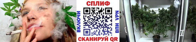 где продают   Новоалександровск  Марихуана сатива 